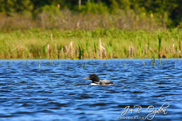 Common Loon