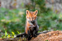 Fox Kits