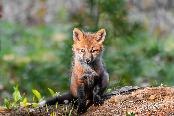 Fox Kits