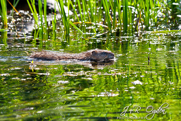 Beaver