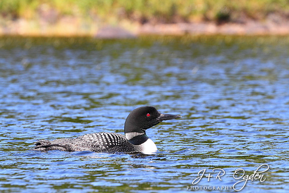 Common Loon