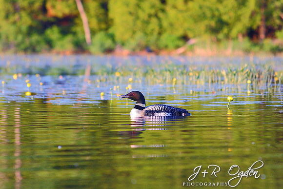 Common Loon