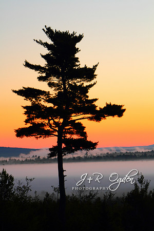 Foggy Sunrise
