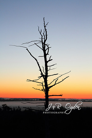 Foggy Sunrise