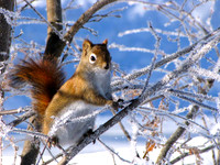 Red-Tailed Chipmunk Exploring