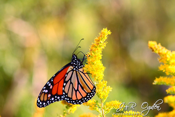 Monarch Butterfly