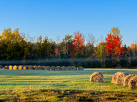 Autumn Morning Fog