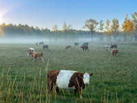 Autumn Morning Fog