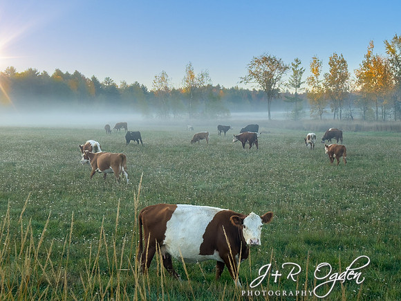 Autumn Morning Fog