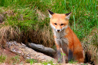 Young Red Fox