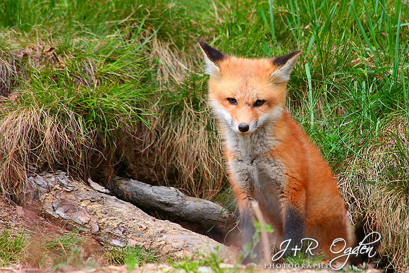 Young Red Fox