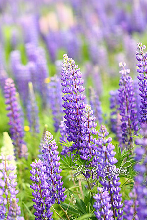 Lupines at Sugar Hill, NH