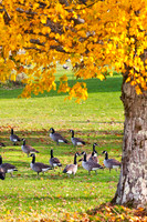 Canadian Geese