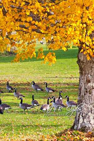 Canadian Geese