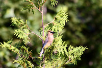 Cedar Waxwingg on a Cedar Tree