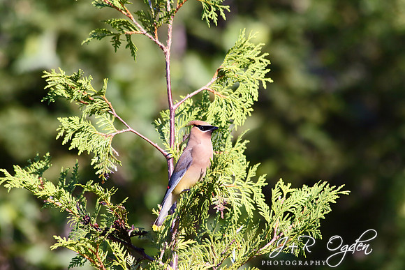 Cedar Waxwingg on a Cedar Tree