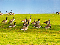 Canadian Geese