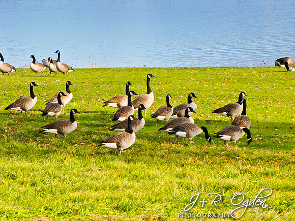 Canadian Geese
