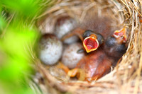 Sparrow Hatchlings babies with mouth open waiting to be fed