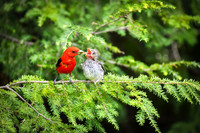 Scarlet Tanager feeding chick