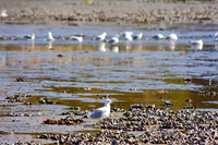 Seagulls hunting for clams