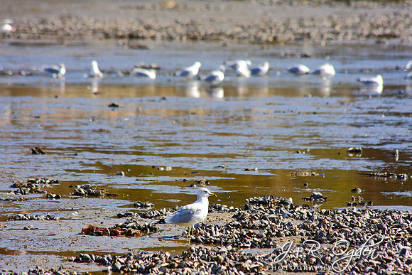 Seagulls hunting for clams