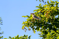 Cedar Waxwing feeding on cherries
