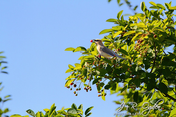 Cedar Waxwing feeding on cherries