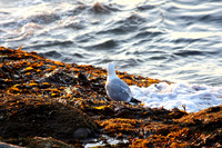 Seagull deep in thought