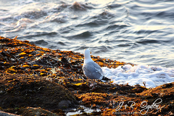 Seagull deep in thought