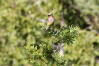 Cedar Waxwingg on a Cedar Tree