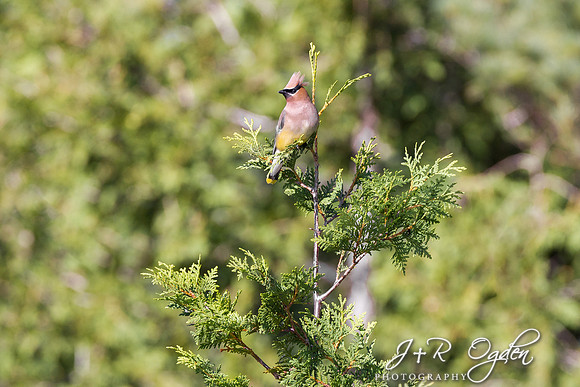Cedar Waxwingg on a Cedar Tree
