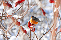 Red Robins on Sumac