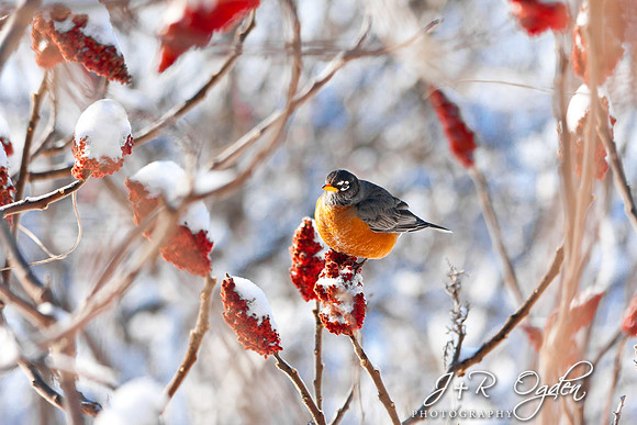 Red Robins on Sumac