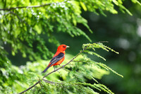 Scarlet Tanager with chick