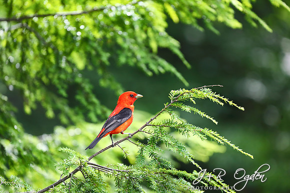Scarlet Tanager with chick