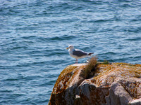 Seagull