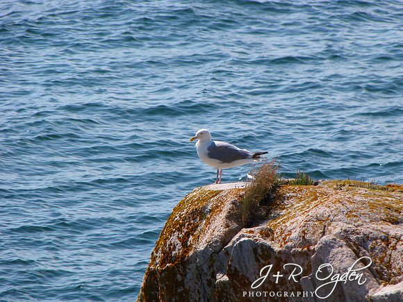 Seagull