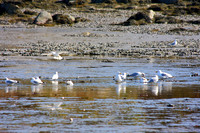 Seagulls hunting for clams