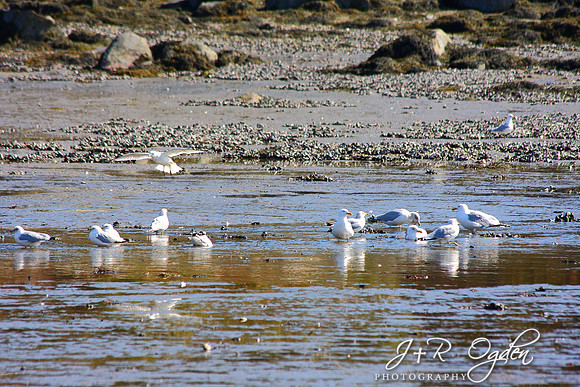 Seagulls hunting for clams