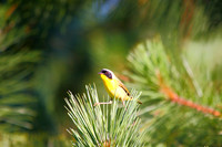 Barataria Bird