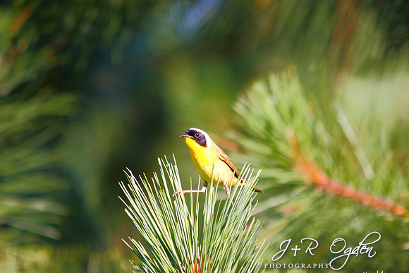 Barataria Bird