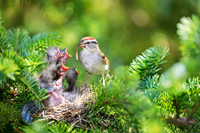 Chipping Sparrow feeding babies