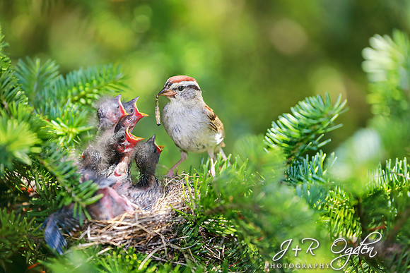 Chipping Sparrow feeding babies