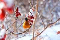 Red Robins on Sumac