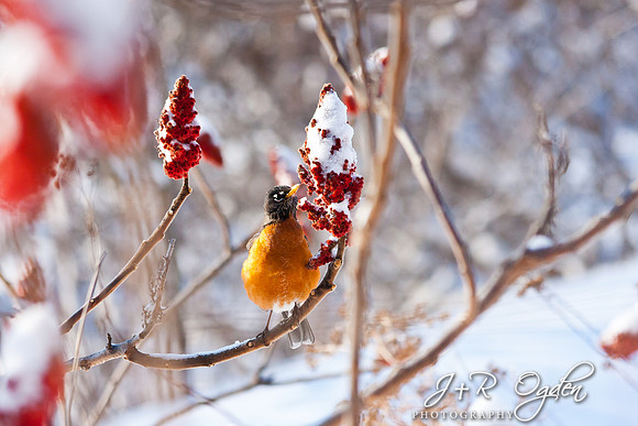 Red Robins on Sumac