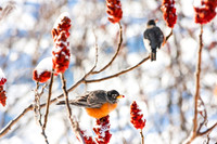 Red Robins on Sumac