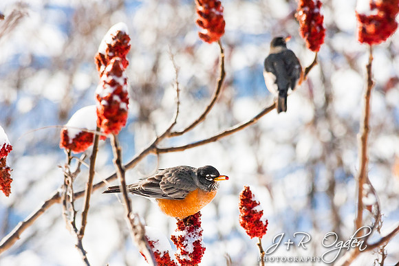 Red Robins on Sumac