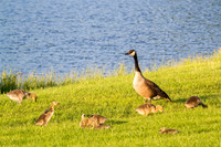 Canadian Geese