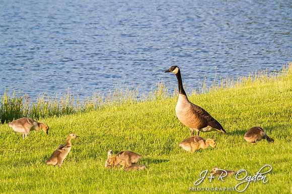 Canadian Geese